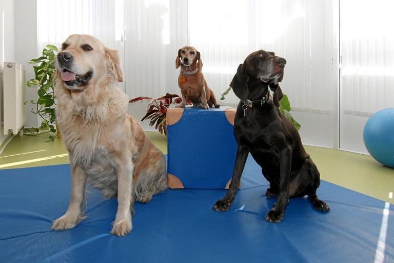 Therapiematte für den Tierarzt